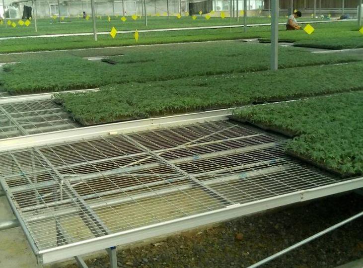 <a href='http://m.ehi8mzp.cn/miaochuangsheshi/199.html'target='_blank'>育苗床</a>.jpg