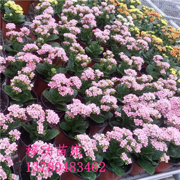 <a href='/' target='_blank'><a href='/' target='_blank'>溫室苗床</a>網(wǎng)</a>